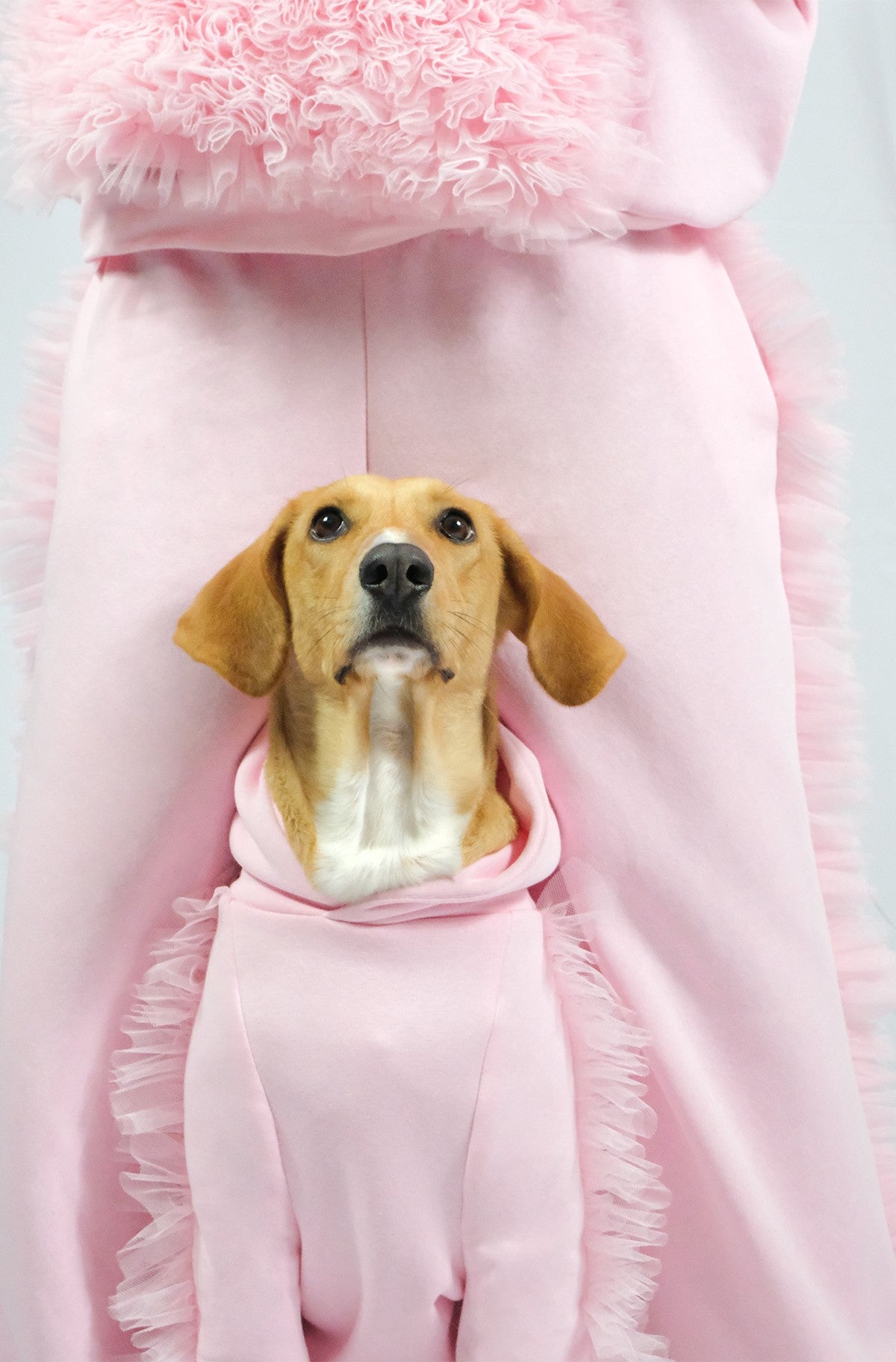 Sweat pour chien