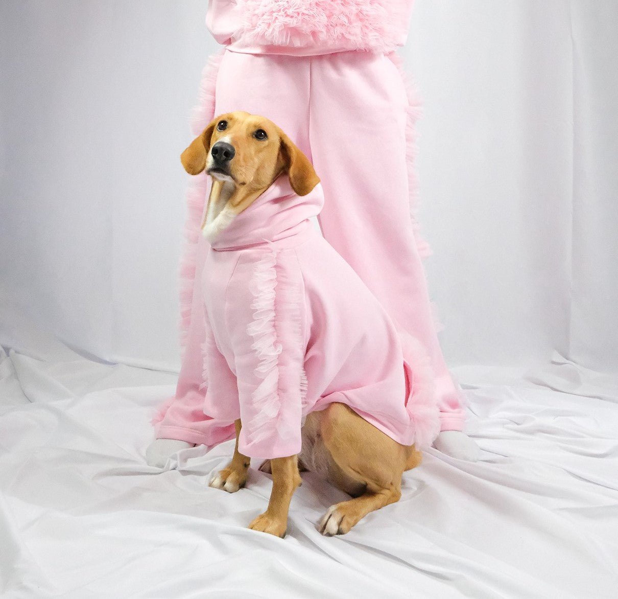 Sweat pour chien
