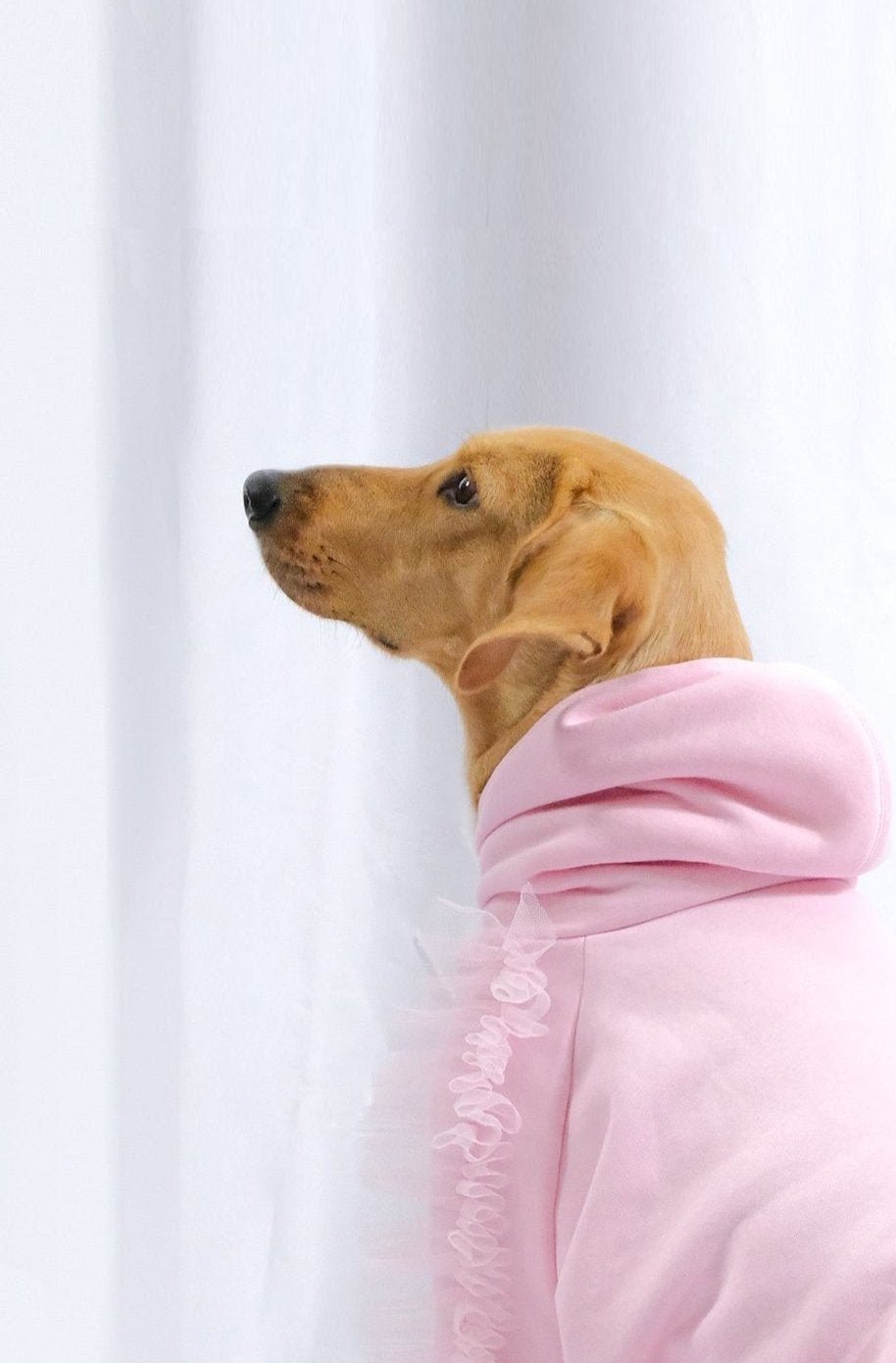 Sweat pour chien